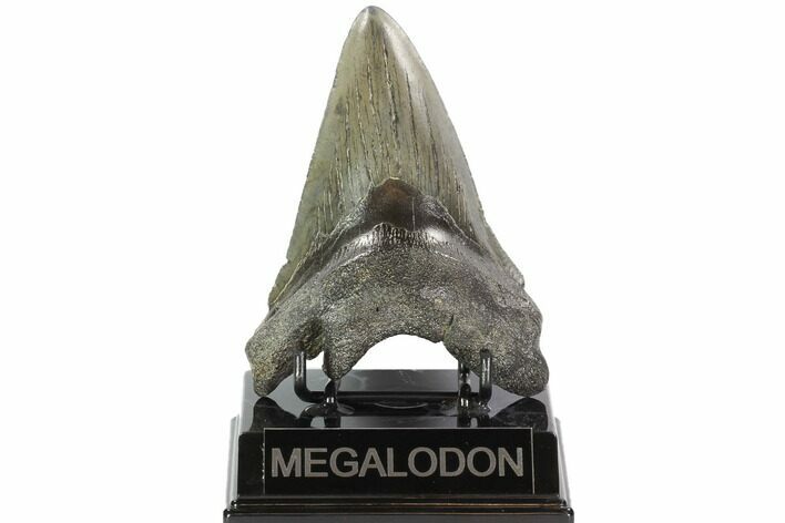 Bargain, Fossil Megalodon Tooth - Georgia #101491